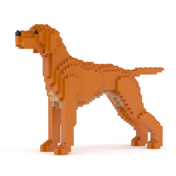 Jekca Hungarian Vizsla 01